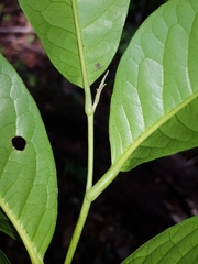 Pera arborea