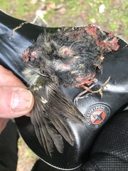 Empidonax difficilis