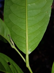 Pera arborea