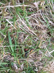 Staphylinus erythropterus