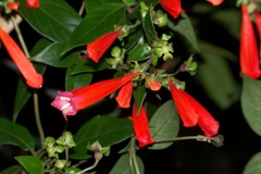 Manettia chrysoderma