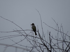 Myiarchus yucatanensis