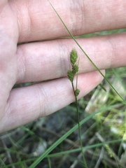Carex canescens