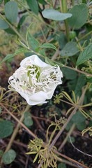 Capparis spinosa herbacea