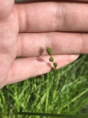 Carex canescens