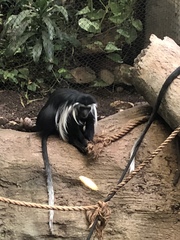 Colobus