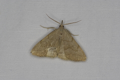 Pechipogo strigilata