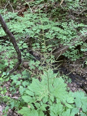 Astilbe biternata