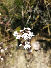 Asteraceae