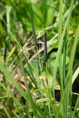 Alopecurus geniculatus