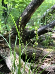 Carex brunnescens