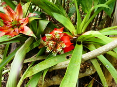 Guzmania conglomerata