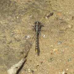 Gomphidae