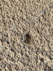 Maratus griseus