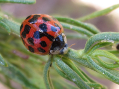 Harmonia axyridis