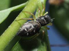 Heliophanus flavipes