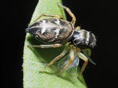 Heliophanus flavipes