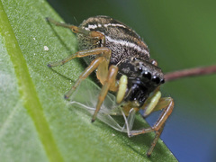 Heliophanus flavipes