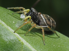 Heliophanus flavipes