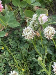 Apis mellifera