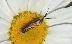 Coleophora deauratella