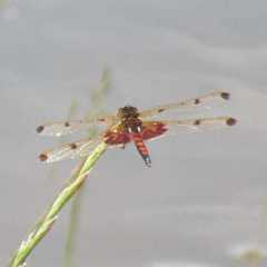 Celithemis elisa