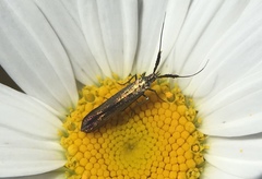 Coleophora deauratella