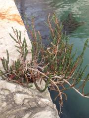 Salicornia veneta
