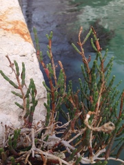 Salicornia veneta