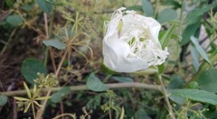 Capparis spinosa herbacea