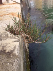 Salicornia veneta
