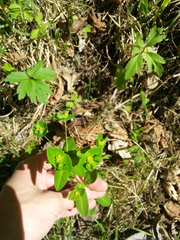 Helioscopia