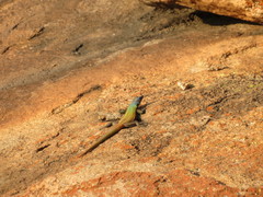 Platysaurus intermedius rhodesianus