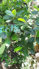 Artocarpus heterophyllus