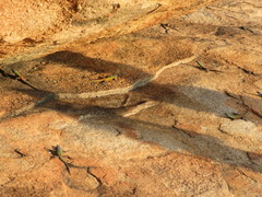Platysaurus intermedius rhodesianus