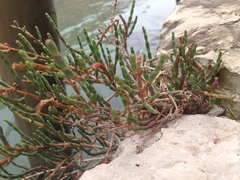 Salicornia veneta