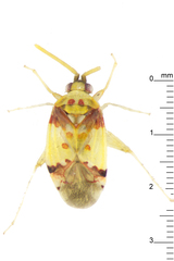 Michailocoris