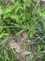 Chloris andropogonoides