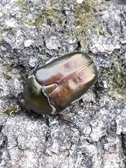 Protaetia cuprea