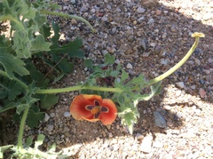 Glaucium corniculatum