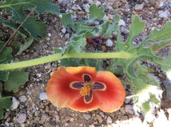 Glaucium corniculatum