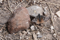 Erynnis telemachus