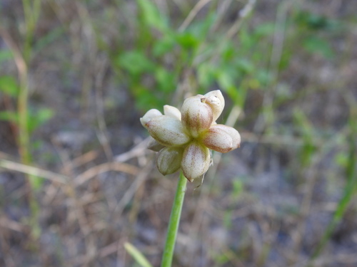 (linked from Allium canadense var. canadense) Allium image