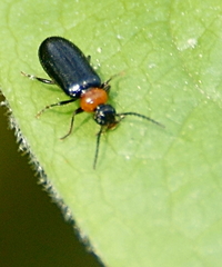 Pedilus lugubris