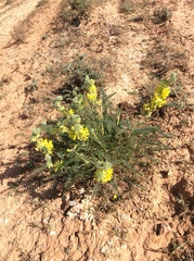 Astragalus alopecuroides