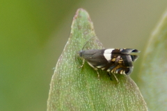 Grapholita fana