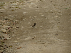 Myiophobus crypterythrus