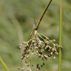 Leptysma marginicollis