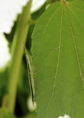 Leptysma marginicollis