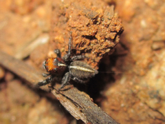 Trydarssus nobilitatus